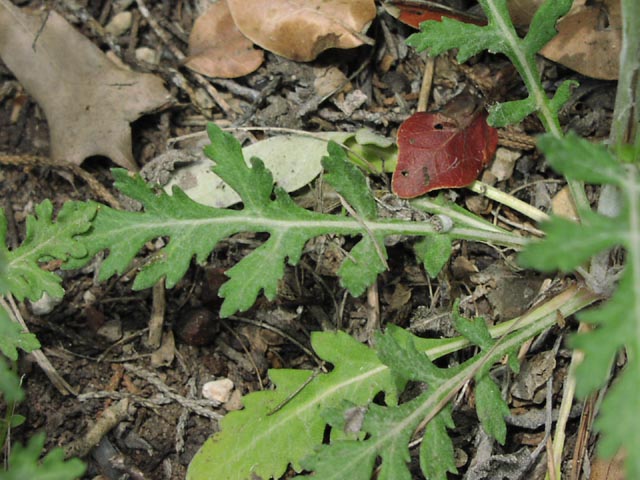 Hymenopappus scabiosaeus leaf.jpg (80740 bytes)