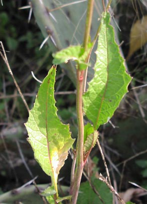 Rapistrum rugosum leaves.jpg (31078 bytes)