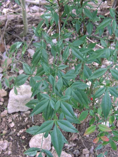 Nandina domestica leaf.jpg (112923 bytes)