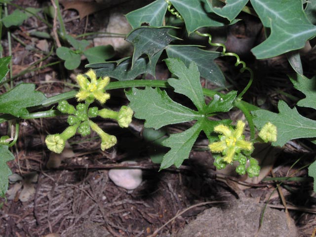 Ibervillea lindheimeri flowers.jpg (73188 bytes)