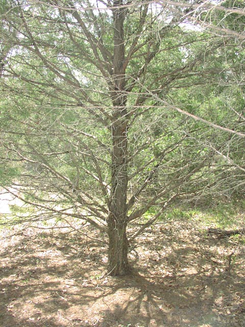 Juniperus virginiana singletrunk.jpg (128022 bytes)