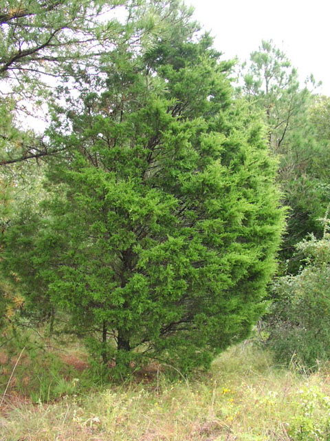 juniperus.virginiana.habit.1.JPG (137522 bytes)