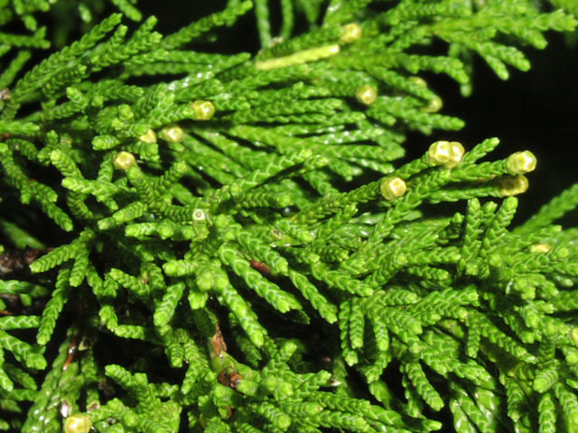 juniperus.virginiana.male.JPG (119272 bytes)