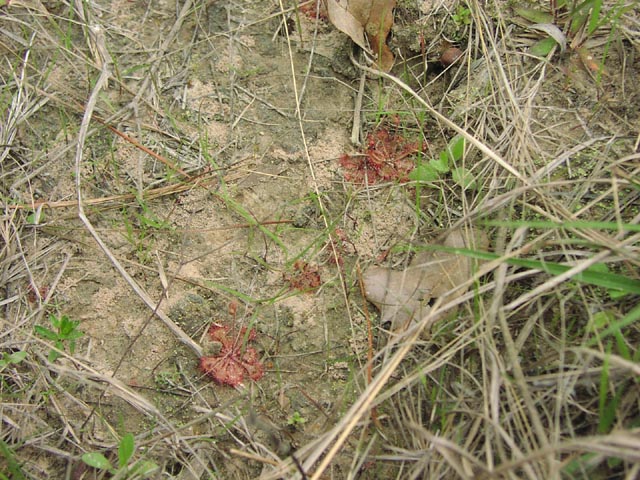 Drosera brevifolia habit.jpg (114990 bytes)