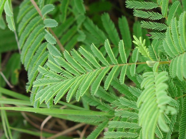 Desmanthus illinoiensis leaf.jpg (72187 bytes)