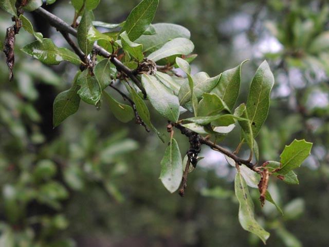 Quercus fusiformis leaves.jpg (50929 bytes)