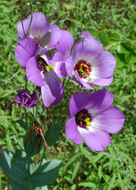 Eustoma grandiflorum flowers5.jpg (69281 bytes)