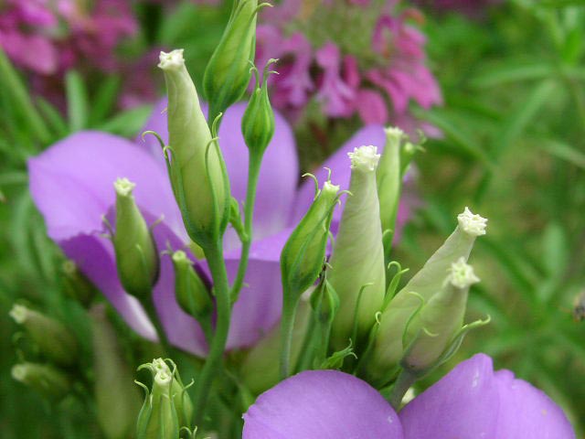 Eustoma grandiflorum unopenedflowers.jpg (45515 bytes)