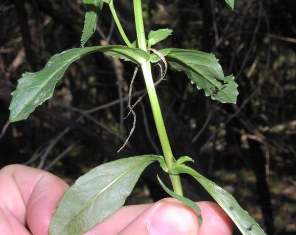 Brazoria scutellarioides leaves.jpg (50652 bytes)