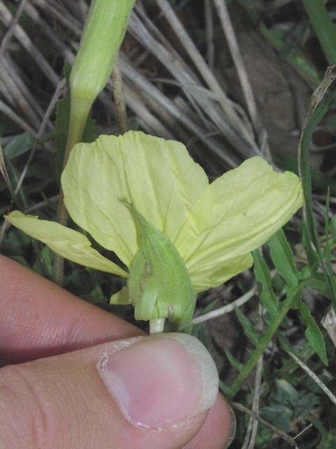 Oenothera triloba calyx.jpg (44226 bytes)