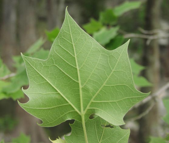 Platanus occidentalis leafunderside.jpg (35913 bytes)