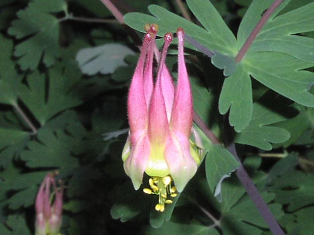 Aquilegia canadensis flower1.jpg (46869 bytes)
