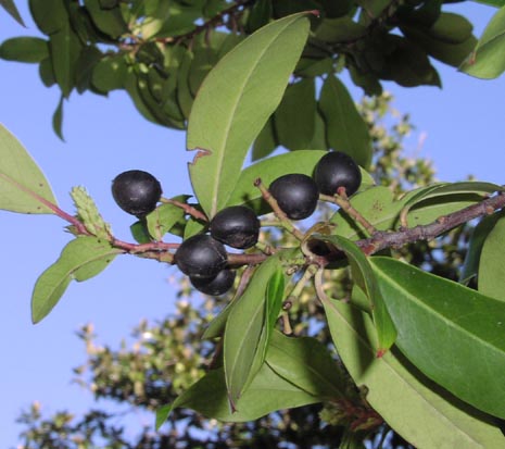 Prunus caroliniana drupes.jpg (44392 bytes)