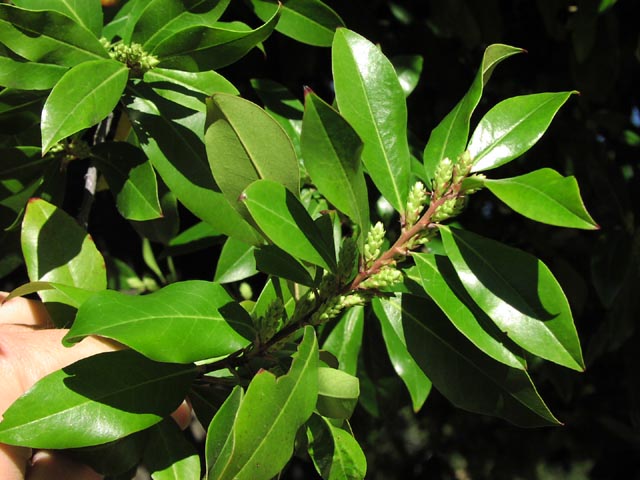 Prunus caroliniana leaves.jpg (69232 bytes)