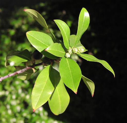 Prunus caroliniana younginflorescences.jpg (39562 bytes)