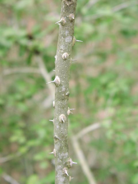 Zanthoxylum hirsutum thorns1.jpg (31190 bytes)