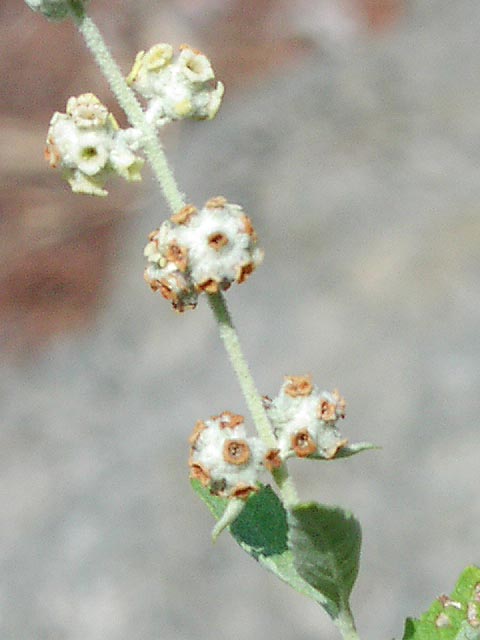 Buddleja racemosa inflorescencecloseup.jpg (38774 bytes)