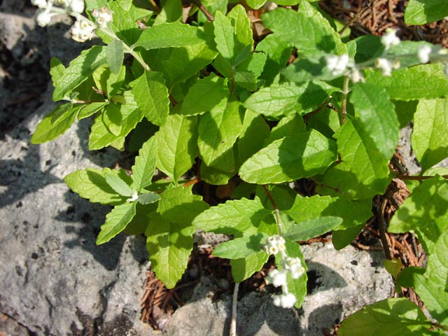 Buddleja racemosa leaves1.jpg (87677 bytes)