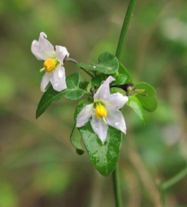 Solanum triquetrum flowers.jpg (20086 bytes)