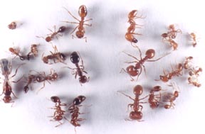University of Texas Fire Ant (Solenopsis invicta) Phorid fly ...