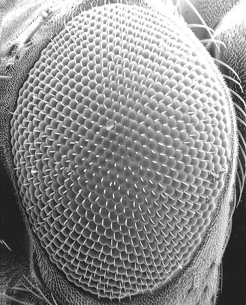 SEM of adult Drosophila eye