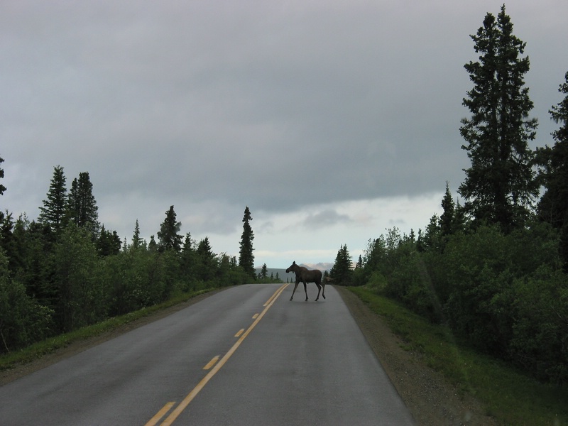 moose.JPG