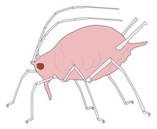 drawing of aphid