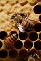 honey bee workers on frame
