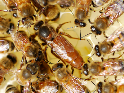 Honeybee queen sourrounded by attendants