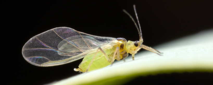 Schizaphis graminum winged aphid