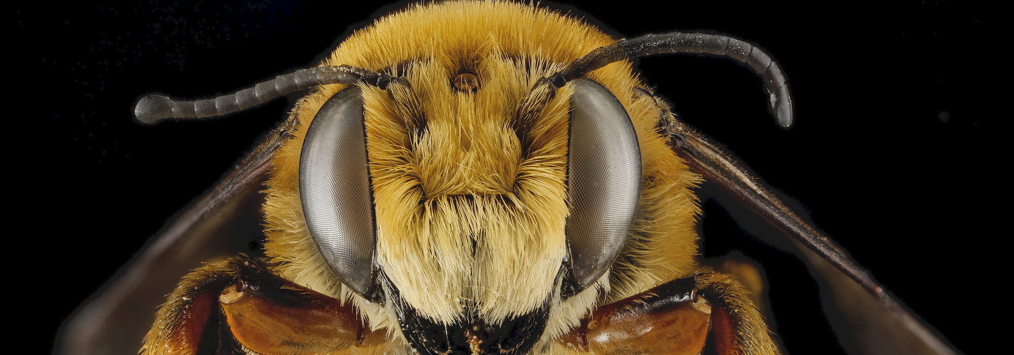 Megachile fortis bee