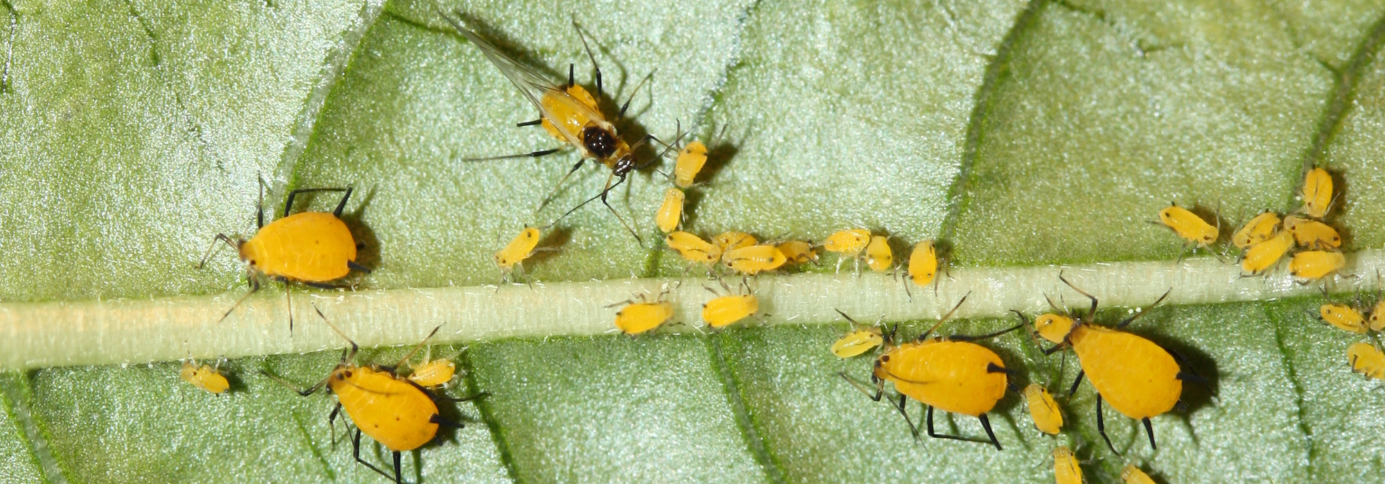 A. nerii aphids