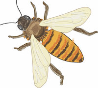 drawing of honey bee