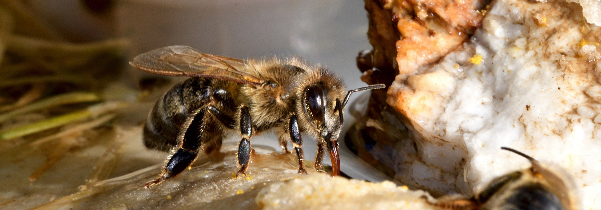 honeybee drinking