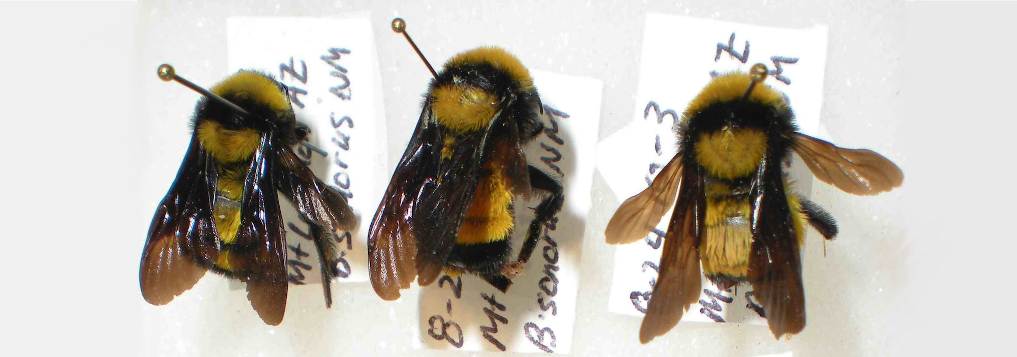 pinned bumble bees