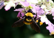 bumblebee on purpel flower