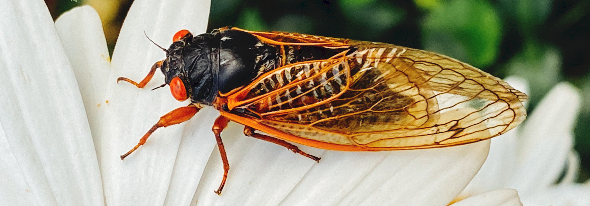 cicada on flower