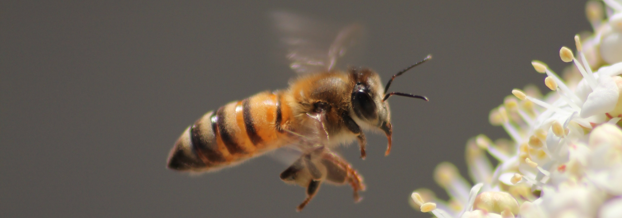 honeybee in flight