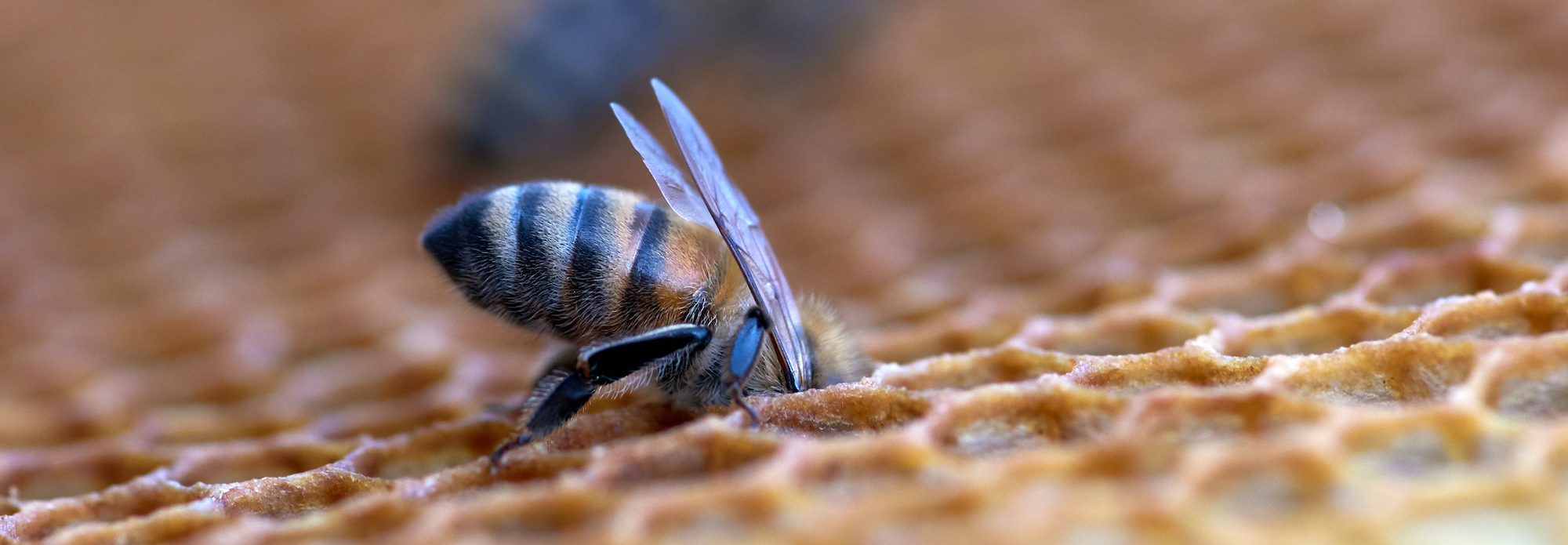 honey bee feeding on honey comb