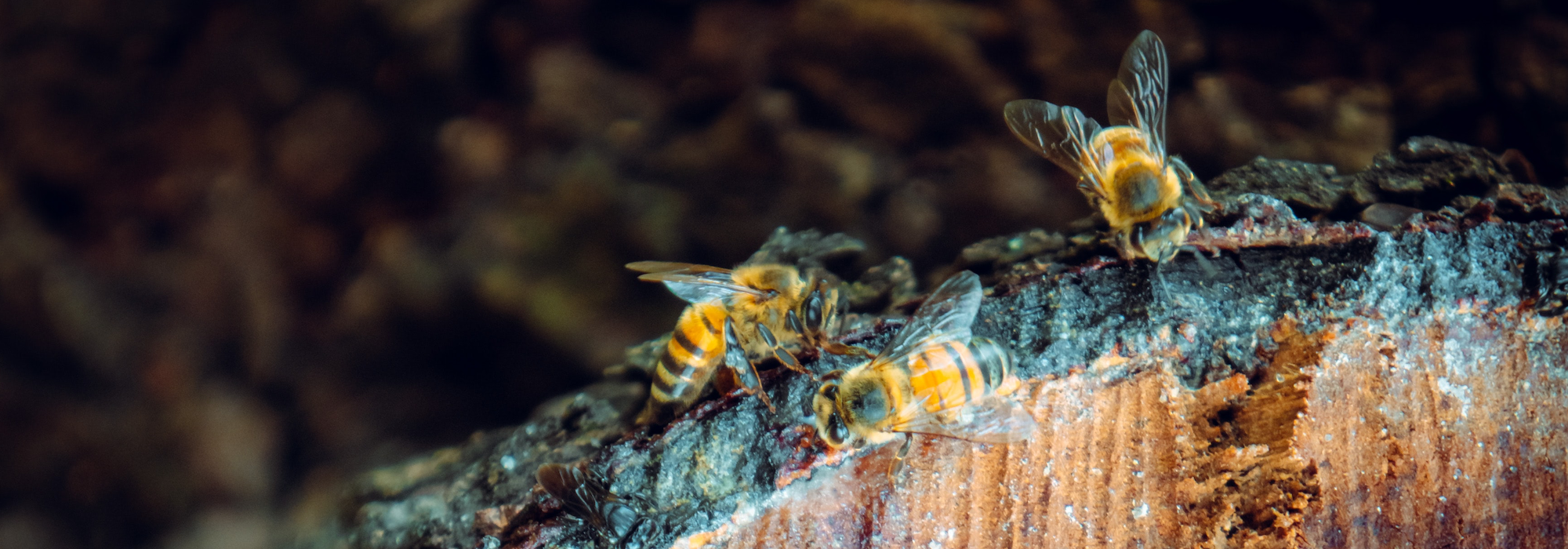 honeybees on wood