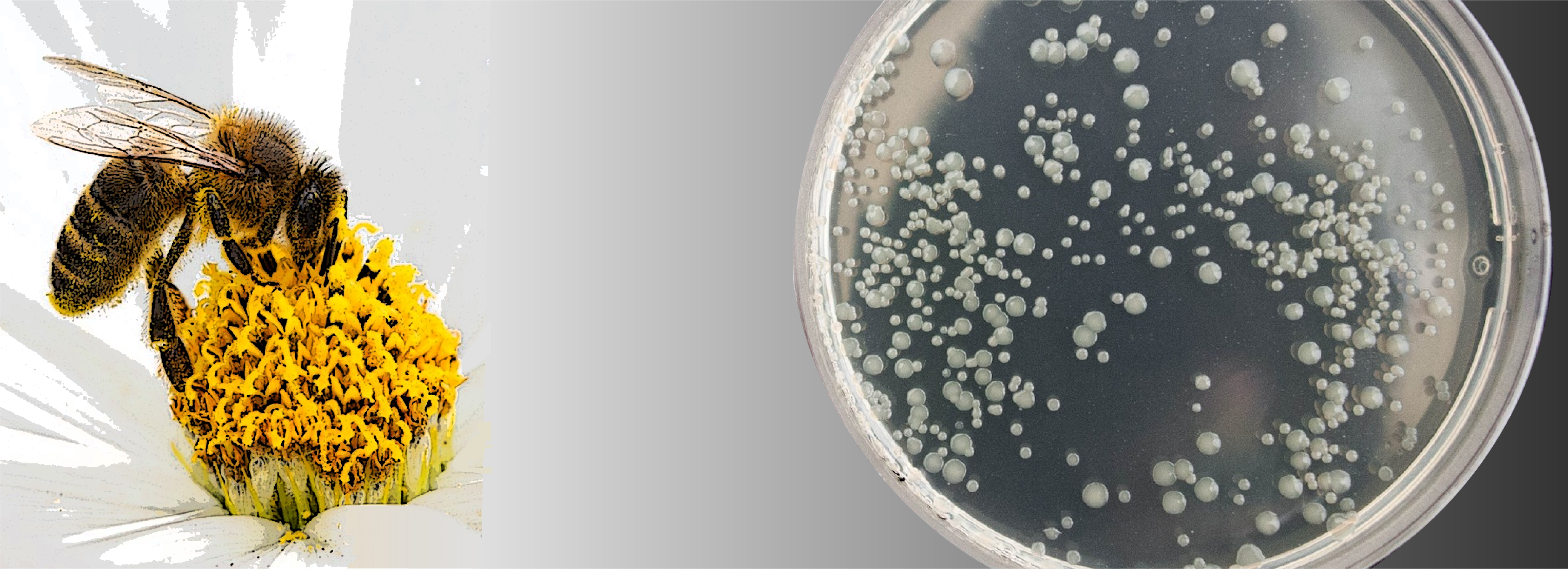 bacteria growing on petri dish