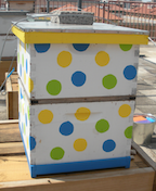 honey bee hive painted with colorful dots