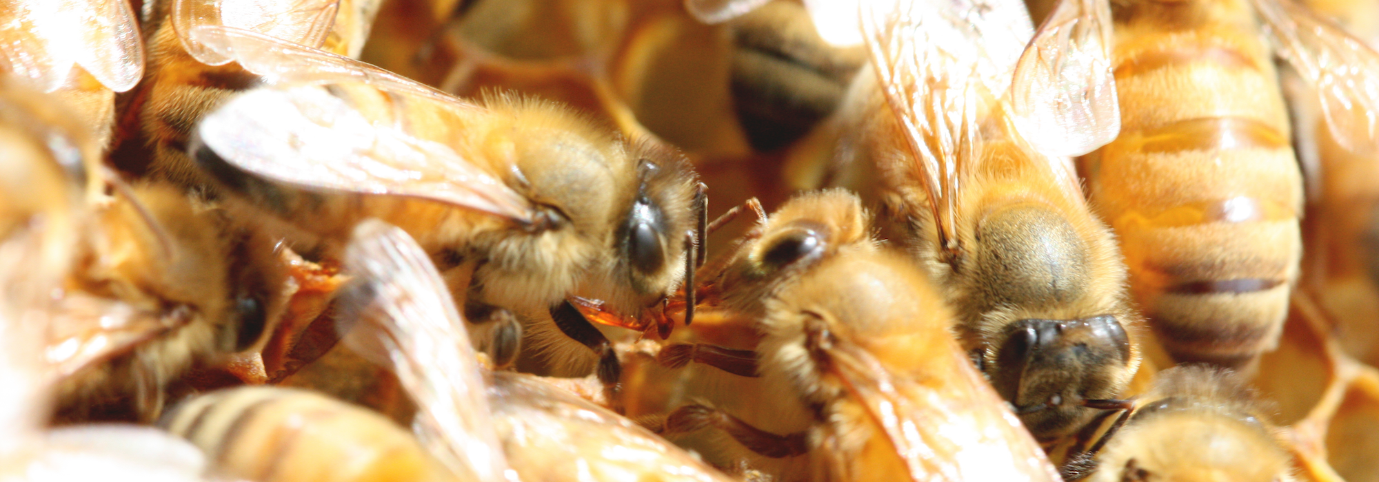 honey bee trophallaxis