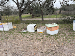 Bee hives tipped by cows
