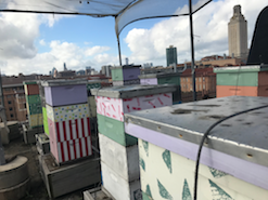 Moran lab hives with UT tower