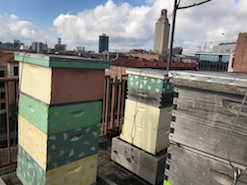 Patterson rooftop hives