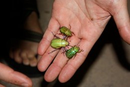 Green beetles