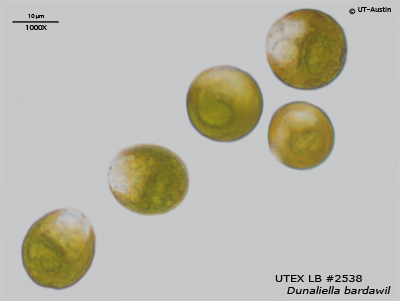 Qvision El Betacaroteno de Algas puede ayudar en la Retinitis Pigmentosa 2538%20Dunaliella%20bardawil%20100XH