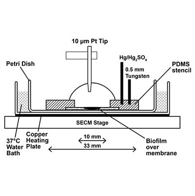 Scanning electrochemical microscopy (SECM) 