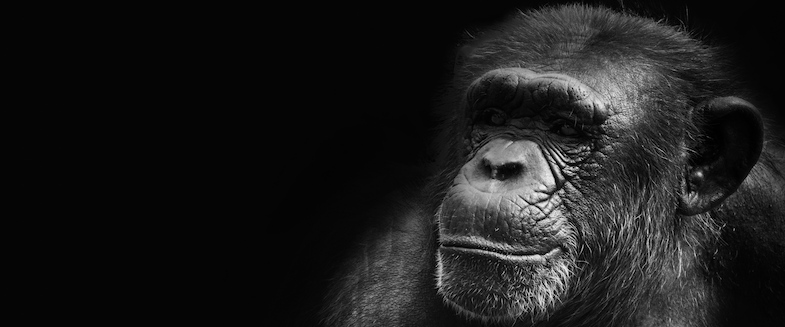photo of chimpanzee